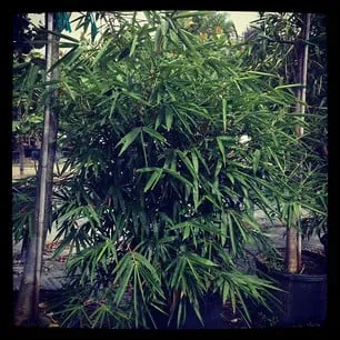 Affordable residential landscaping in Delray Beach, FL by Pro Gardens