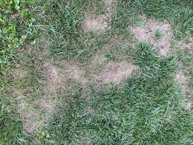 Affordable residential landscaping for beautiful yards across Lutherville Timonium, MD - Pro Grass