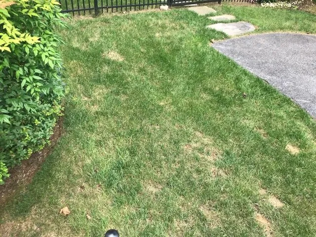 Reliable yard cleanup service for year-round maintenance across Lutherville Timonium, MD - Pro Grass