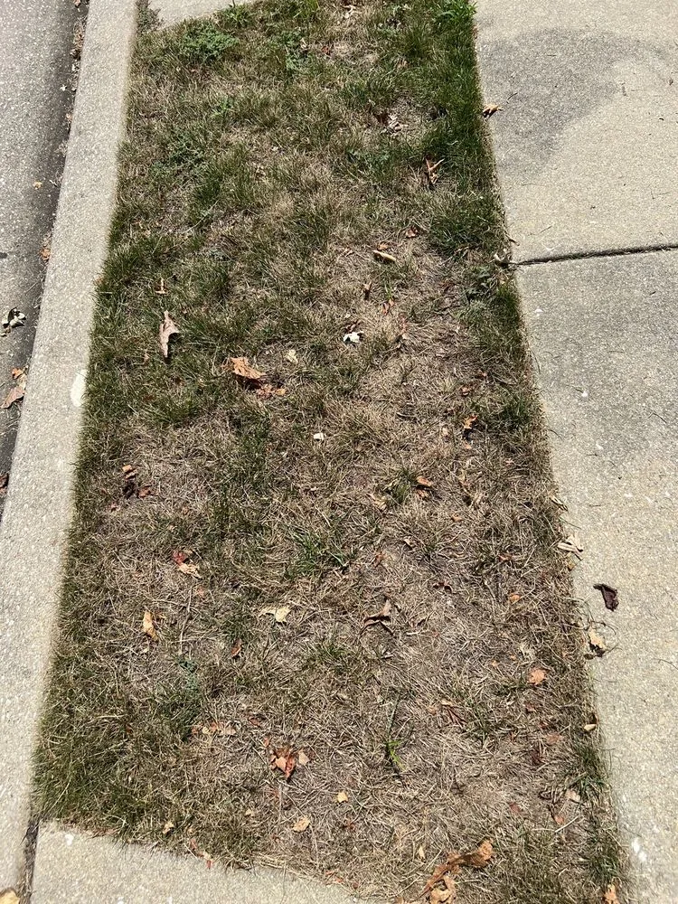 Local lawn mowing service with custom design in Lutherville Timonium, MD by Pro Grass