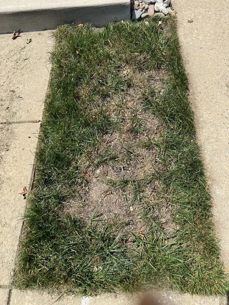 Reliable landscape design in Lutherville Timonium, MD - Pro Grass