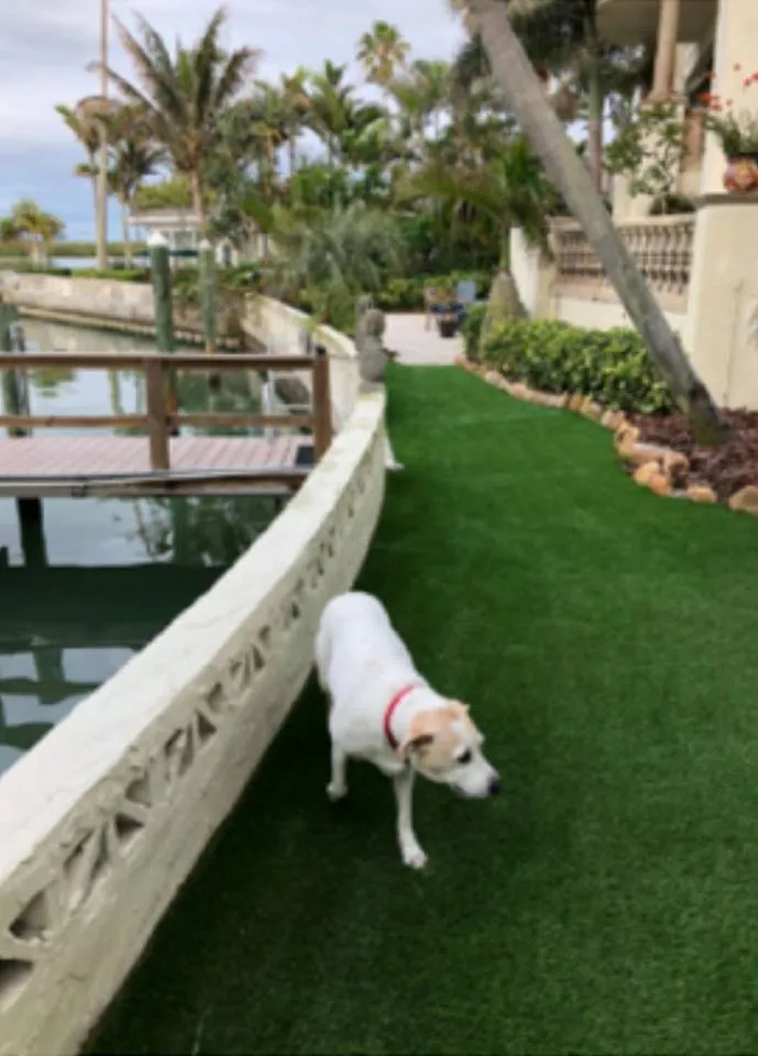 Top-rated lawn care service in Charleston, SC by Pro Green