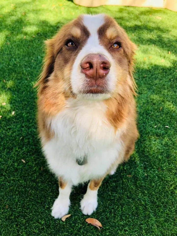 Affordable landscaping services in Charleston, SC - Pro Green