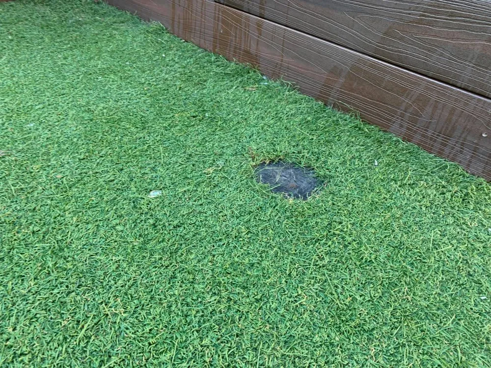 Affordable outdoor landscaping in Charleston, SC - Pro Green