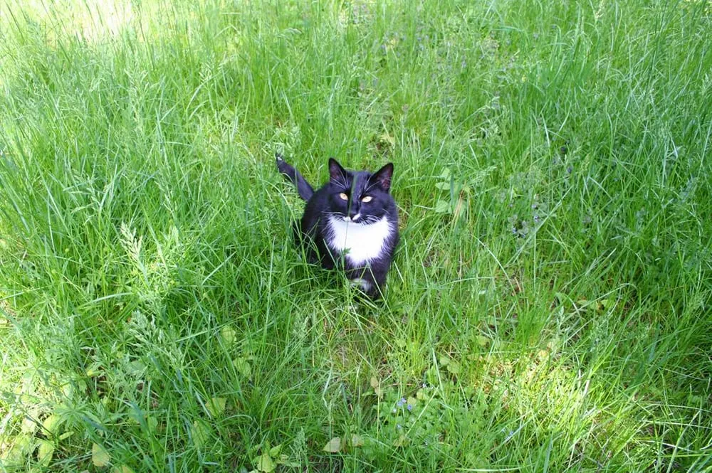 Reliable yard cleanup service in Dearborn, MI by Pro Green Fertilizing