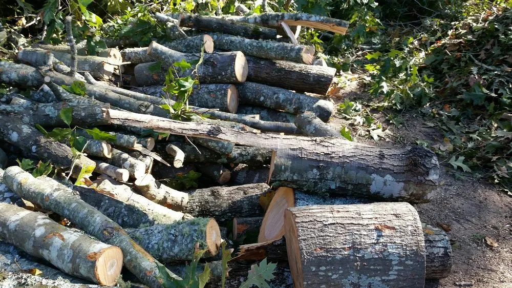 Affordable outdoor landscaping for year-round maintenance in West Columbia, SC by Pro Green Outdoors