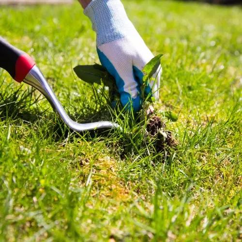Professional yard maintenance for homes in Avondale, AZ by Pro Ground Control