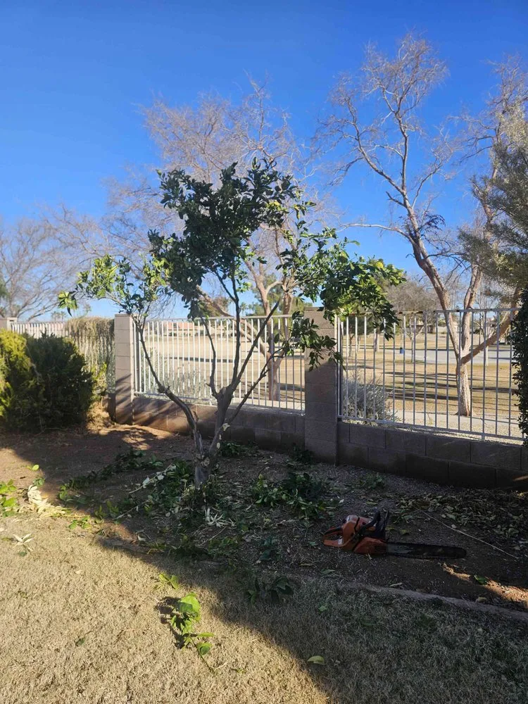 Affordable yard maintenance for year-round maintenance in Avondale, AZ by Pro Ground Control