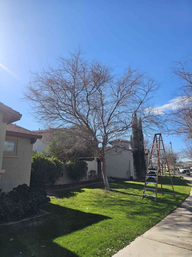 Trusted lawn mowing service for outdoor upgrades in Avondale, AZ by Pro Ground Control