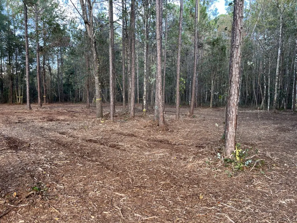 Top-rated residential landscaping experts serving Odessa, FL - PRO Land Services