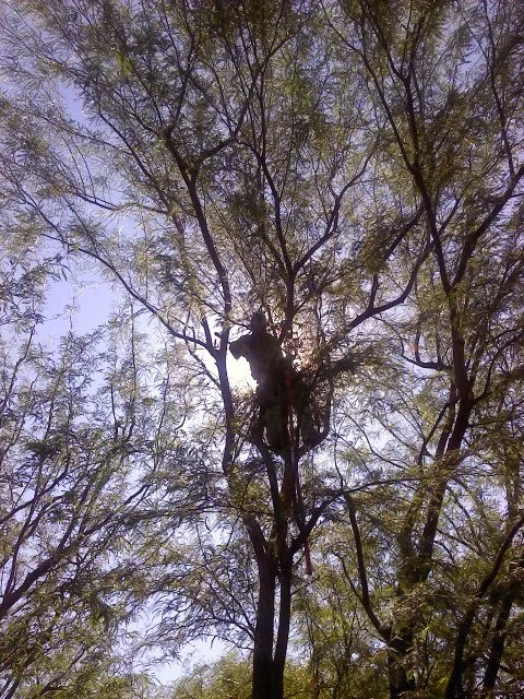 Expert lawn care service in Thousand Palms, CA - Pro Landscaping