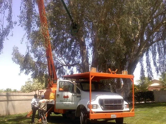 Professional landscaping services near you in Thousand Palms, CA by Pro Landscaping