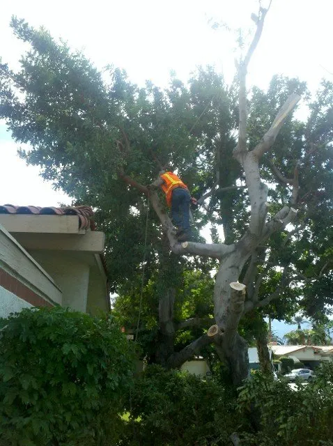 Affordable yard cleanup service experts serving Thousand Palms, CA - Pro Landscaping