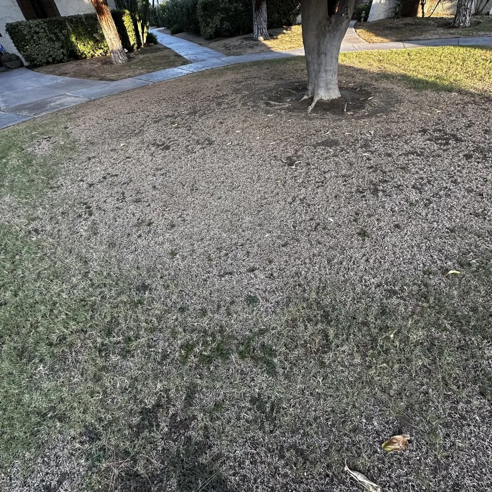 Reliable yard cleanup service in Thousand Palms, CA by Pro Landscaping
