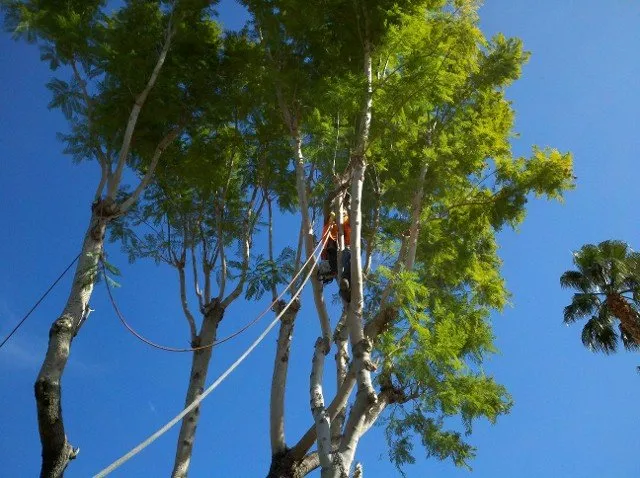 Professional yard cleanup service with custom design in Thousand Palms, CA by Pro Landscaping