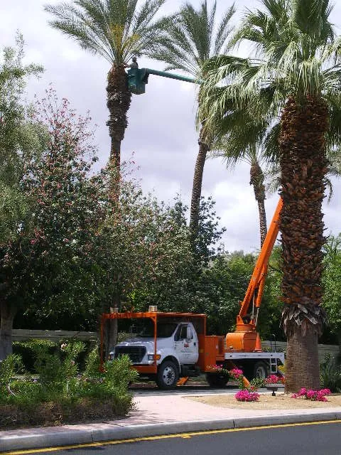 Top-rated yard cleanup service for residential properties in Thousand Palms, CA by Pro Landscaping