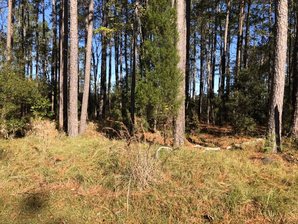 Custom landscaping services for outdoor upgrades across New Bern, NC - Pro-Lawn & Landscaping