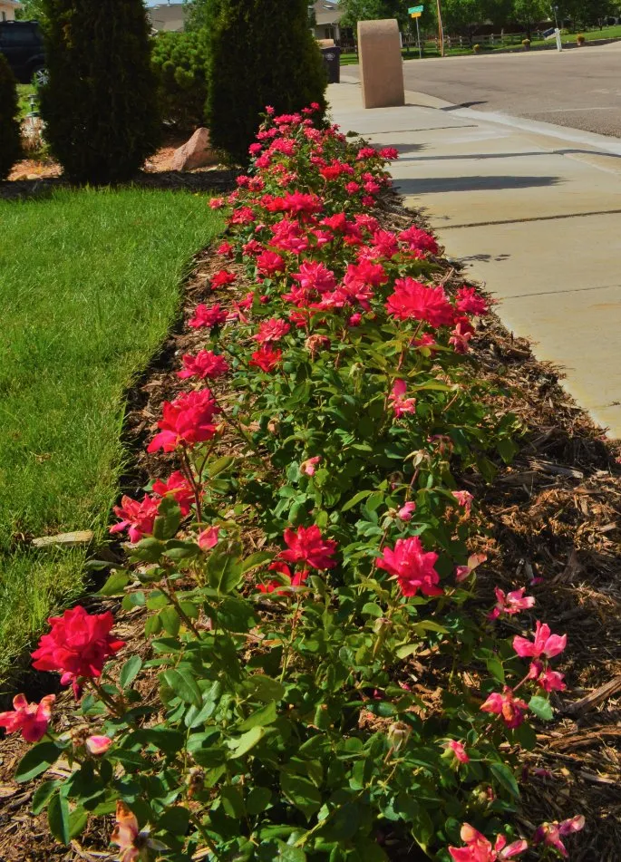 Custom landscape installation with custom design in Pueblo, CO by Pro Lawn Care & Landscaping