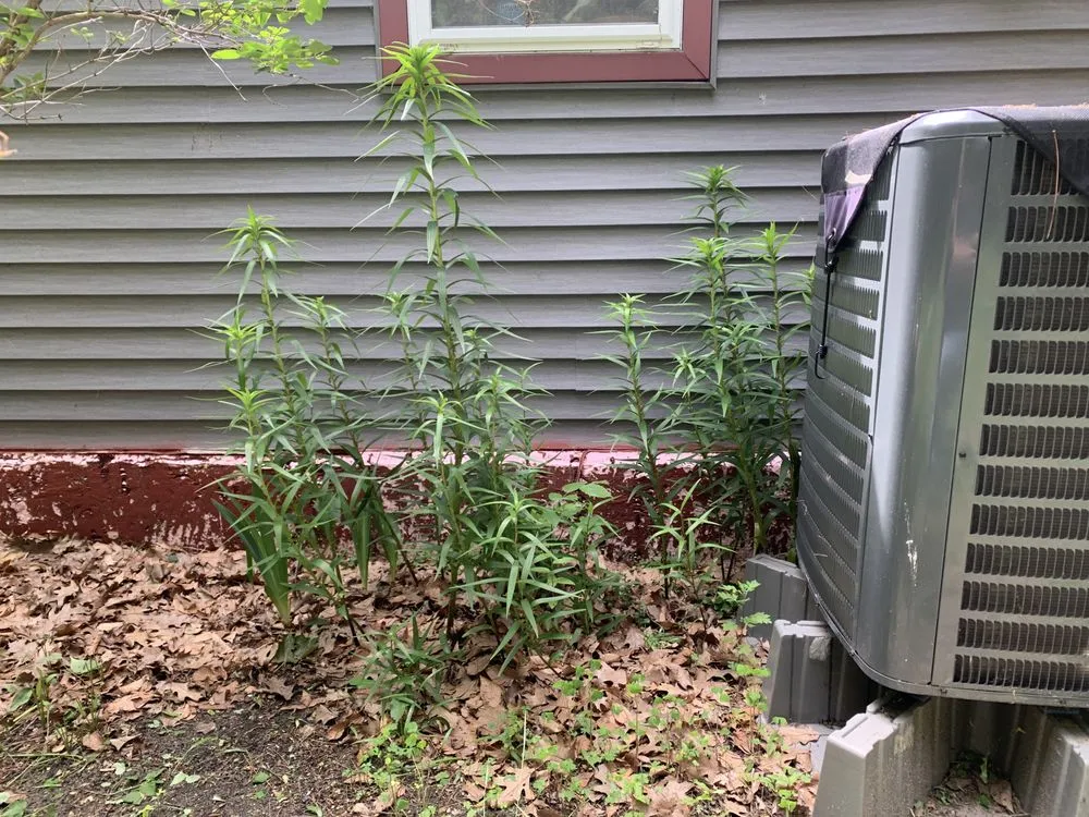 Custom residential landscaping in Benzonia, MI - Pro Lawn Care