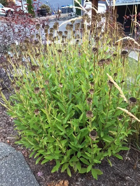 Professional yard maintenance in Silverdale, WA by Pro-Lawn Care Etc