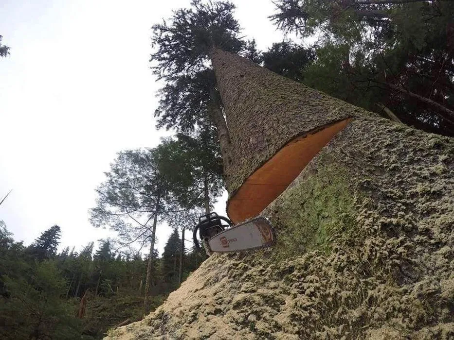 Local residential landscaping experts serving Madisonville, KY - Pro-Lawn Care of Hopkins