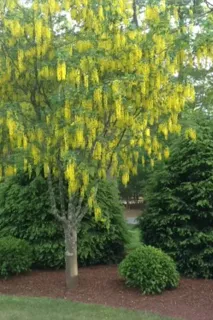 Custom landscape installation in Pembroke, MA - Pro Lawn Care