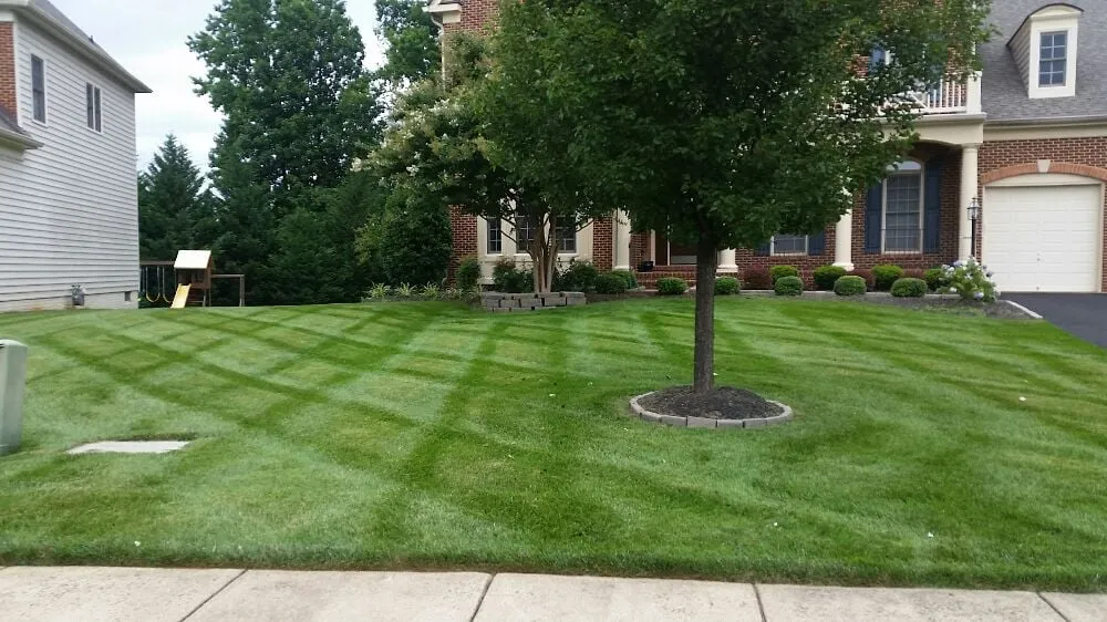 Top-rated yard cleanup service in Manassas, VA - Pro Lawn