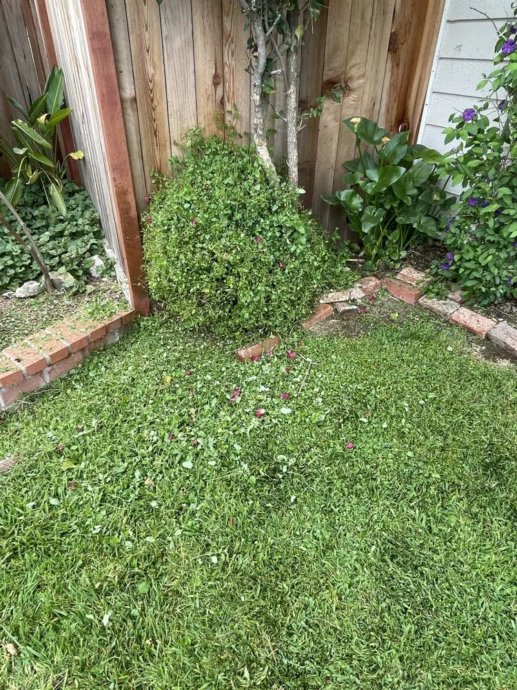 Expert landscape design in Irvine, CA by Pro Lawn Solutions