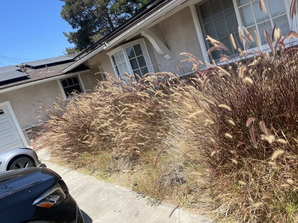 Trusted yard maintenance in Irvine, CA - Pro Lawn Solutions