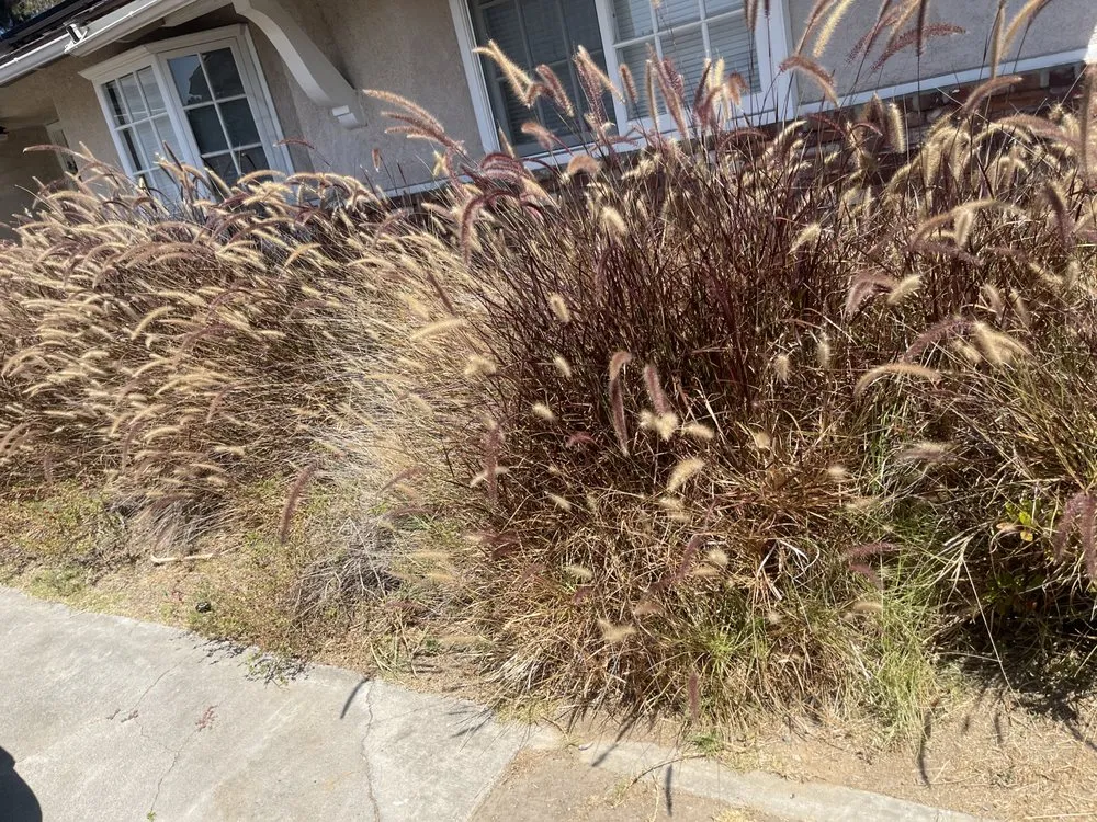 Expert lawn care service for outdoor upgrades in Irvine, CA by Pro Lawn Solutions