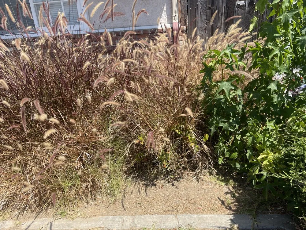 Trusted yard maintenance for residential properties across Irvine, CA - Pro Lawn Solutions