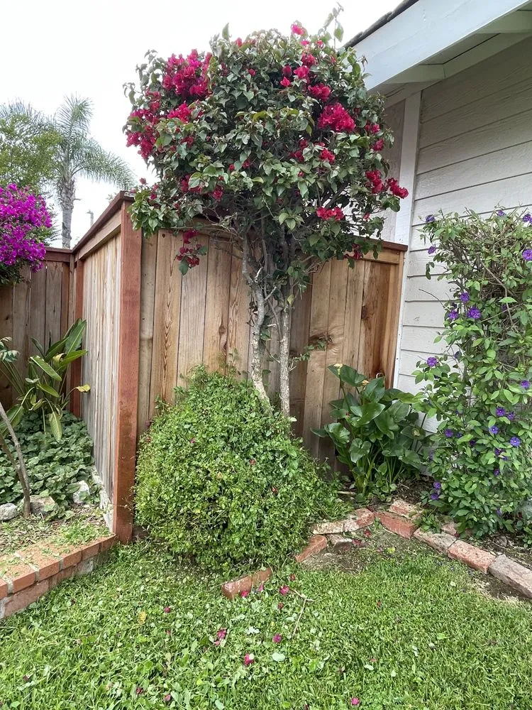 Local outdoor landscaping in Irvine, CA by Pro Lawn Solutions