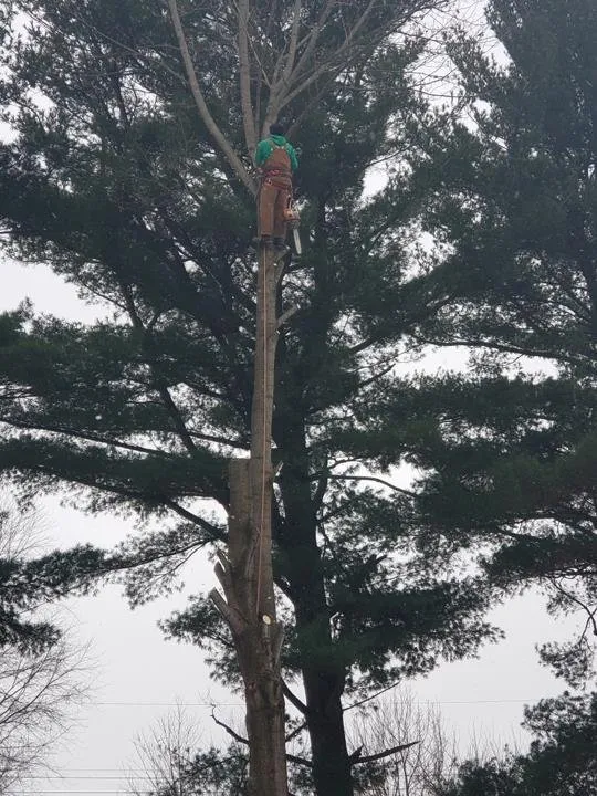 Professional yard maintenance for year-round maintenance in Mitchell, IN by Pro Lawn Tree & Deck Care