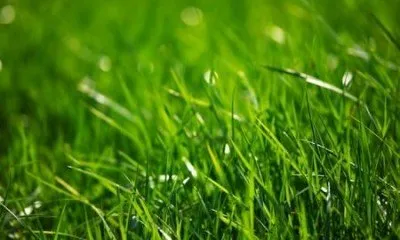 Expert lawn mowing service for year-round maintenance in Stillwater, OK by Pro Lawn Turf Services