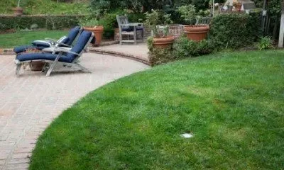 Pro Lawn Turf Services Logo