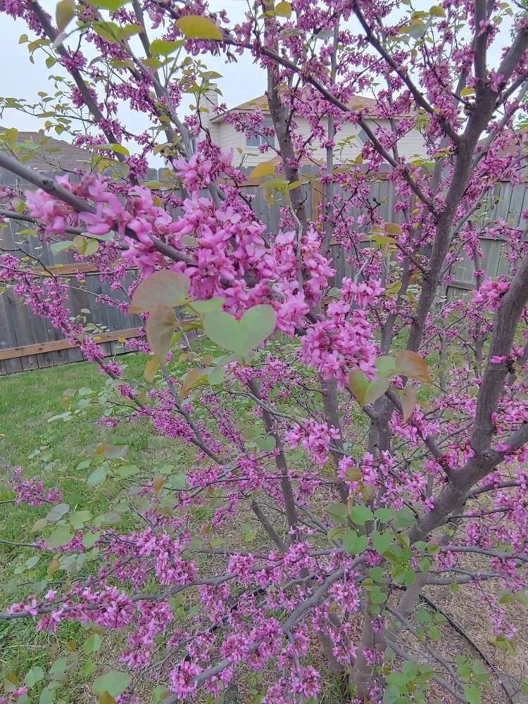 Reliable outdoor landscaping for residential properties in Killeen, TX by Pro Lawns