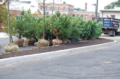 Local lawn care service in Orlando, FL - Pro Lawnscare