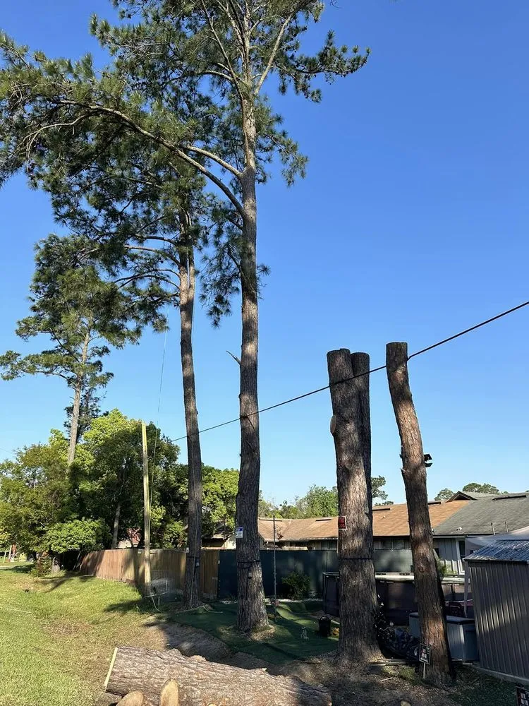 Reliable outdoor landscaping in Jacksonville, FL by Pro Master Lawn & Tree