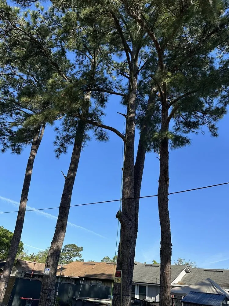 Trusted residential landscaping experts serving Jacksonville, FL - Pro Master Lawn & Tree