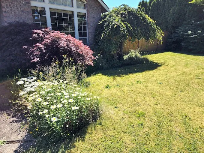 Expert lawn care service in Kent, WA - Pro MG Landscaping