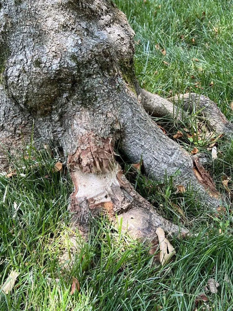 Custom garden landscaping experts serving Dulles, VA - Pro-Mow