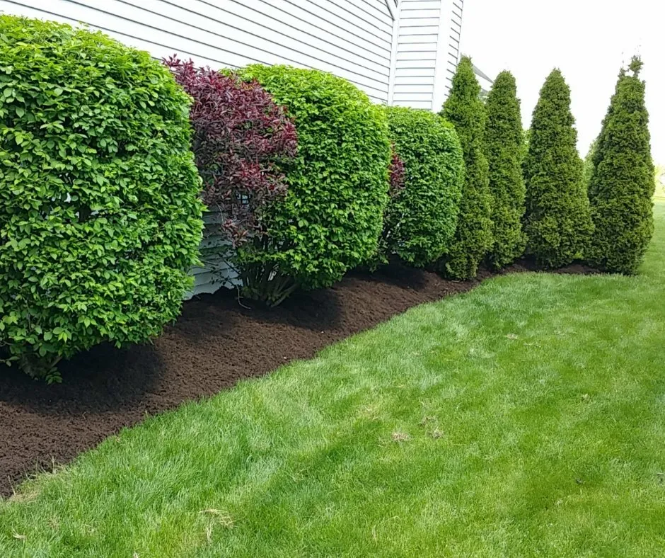 Expert yard cleanup service in Kansas City, MO - Pro Mow Lawn Care