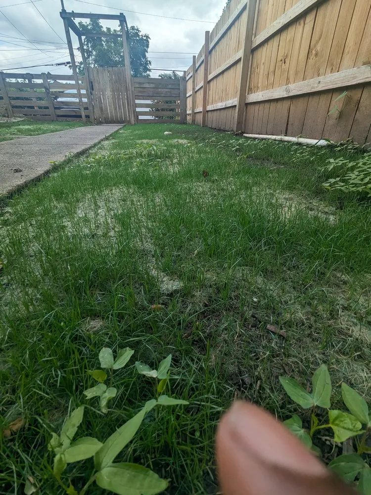 Custom yard cleanup service for year-round maintenance across Louisville, KY - Pro Mow Lawn Care