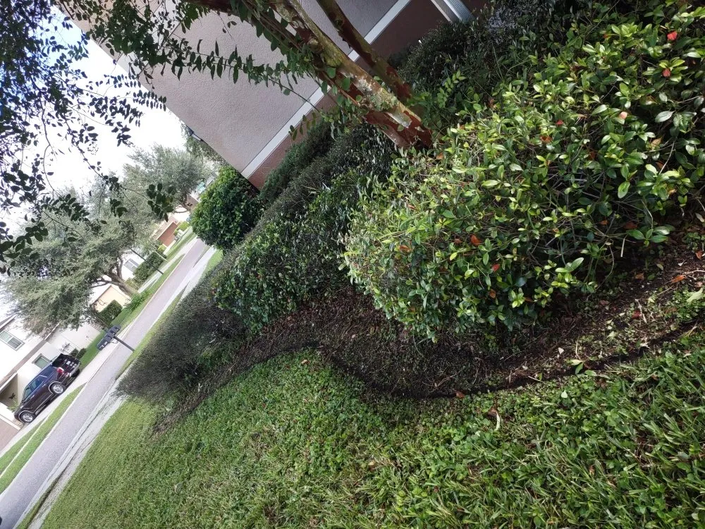 Top-rated lawn care service experts serving Tampa, FL - Pro Mows