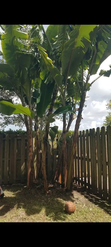 Top-rated residential landscaping with custom design across Homestead, FL - Pro Plus Cuts Lawn Service