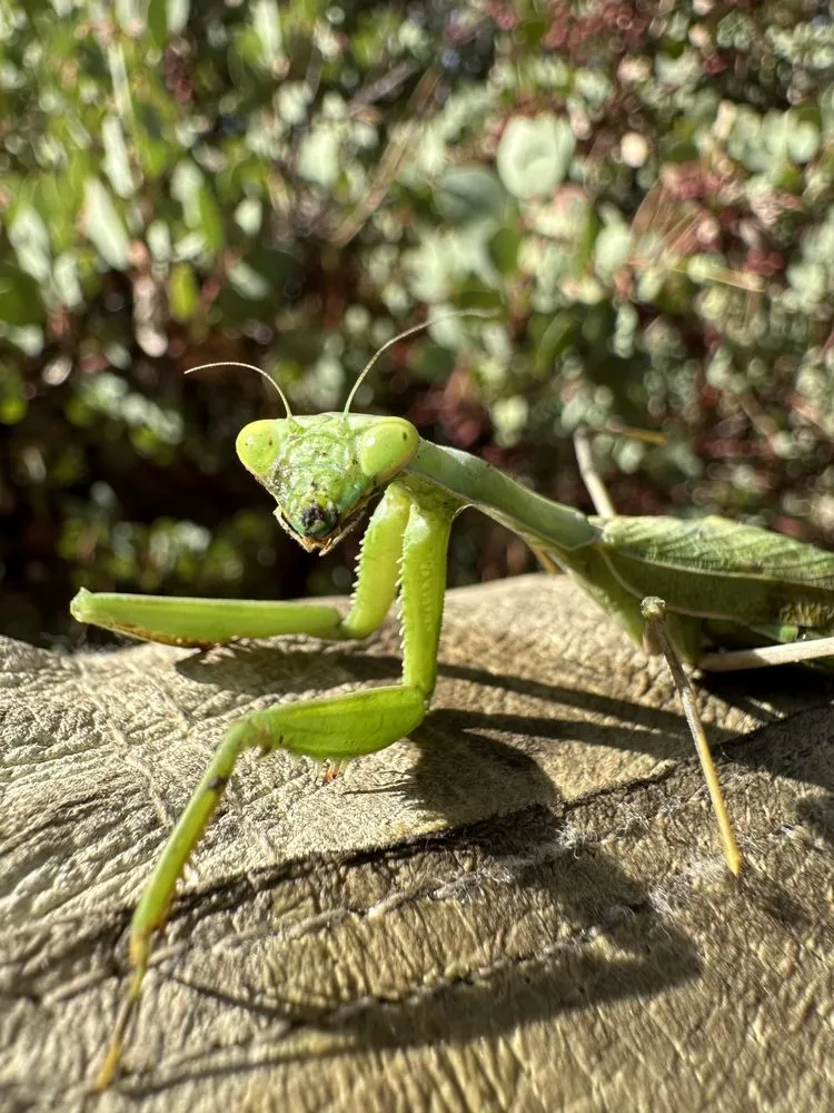Professional lawn mowing service near you in Shingle Springs, CA by Pro Properties Cleaning & Services