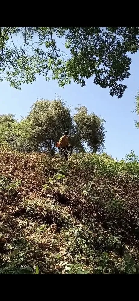 Professional landscape design with custom design in Shingle Springs, CA by Pro Properties Cleaning & Services