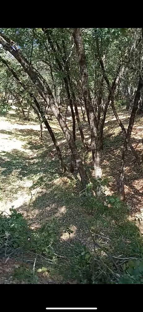 Affordable yard maintenance for residential properties in Shingle Springs, CA by Pro Properties Cleaning & Services