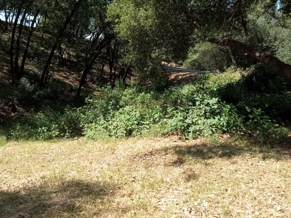 Reliable landscaping services in Shingle Springs, CA - Pro Properties Cleaning & Services