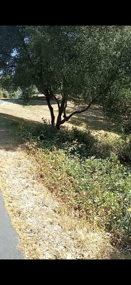 Trusted yard maintenance experts serving Shingle Springs, CA - Pro Properties Cleaning & Services